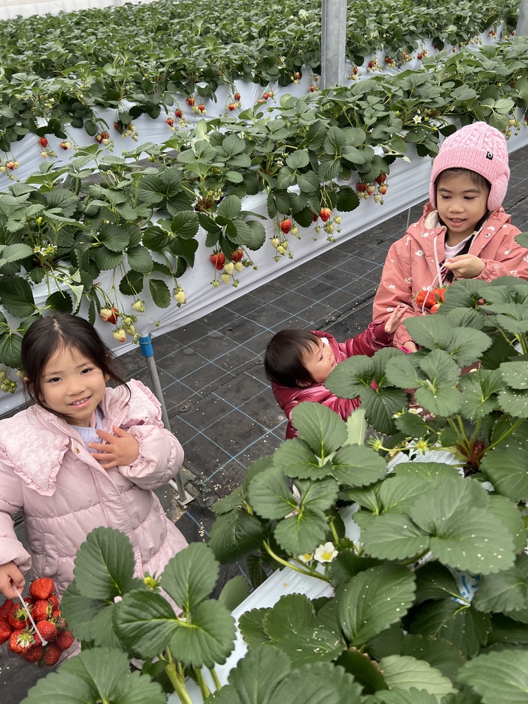 親子家庭在湯澤草莓園體驗採果